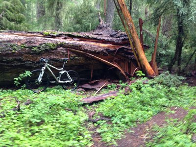 Big trees along the Brown Mountain Trail