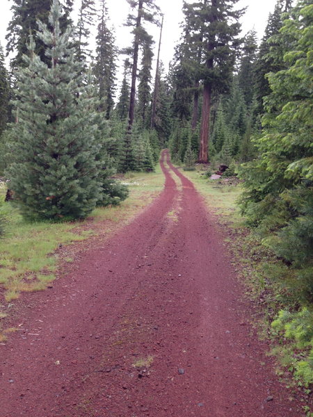 This un-named forest road provides a brief change along the Brown Mountain Trail