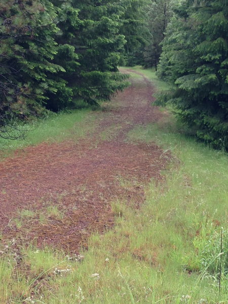 Following the lava section, the Brown Mountain Trail merges with the "Lollipop Loop" X-C ski trail.