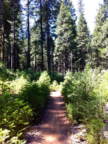 Sweet lush, cool, flowing singletrack early on