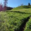 Looking north on West Game Creek Trail. Photos don't do it justice! Fantastic trail.