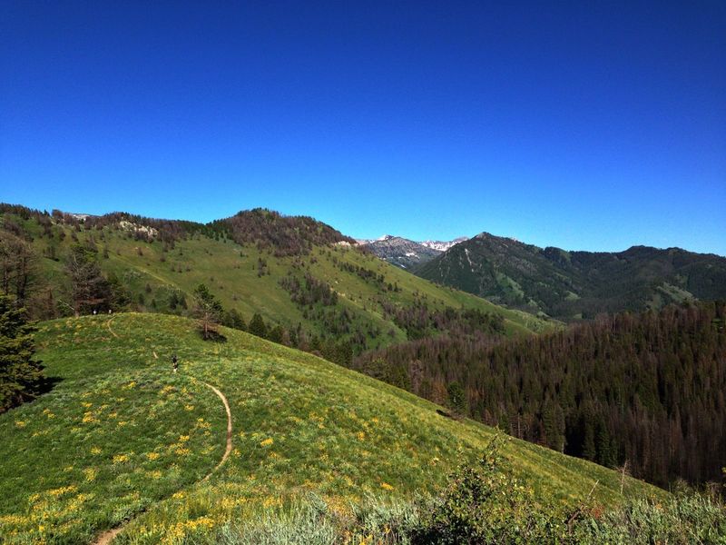 Starting the glorious descent into West Game Creek. The burned out forest w/green grass and flowers is simply stunning