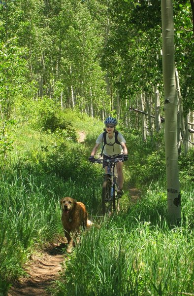 Towards the end of the ride its in and out of forest and alpine meadows
<br>
Engineer Mountain Trail-Durango Colo.