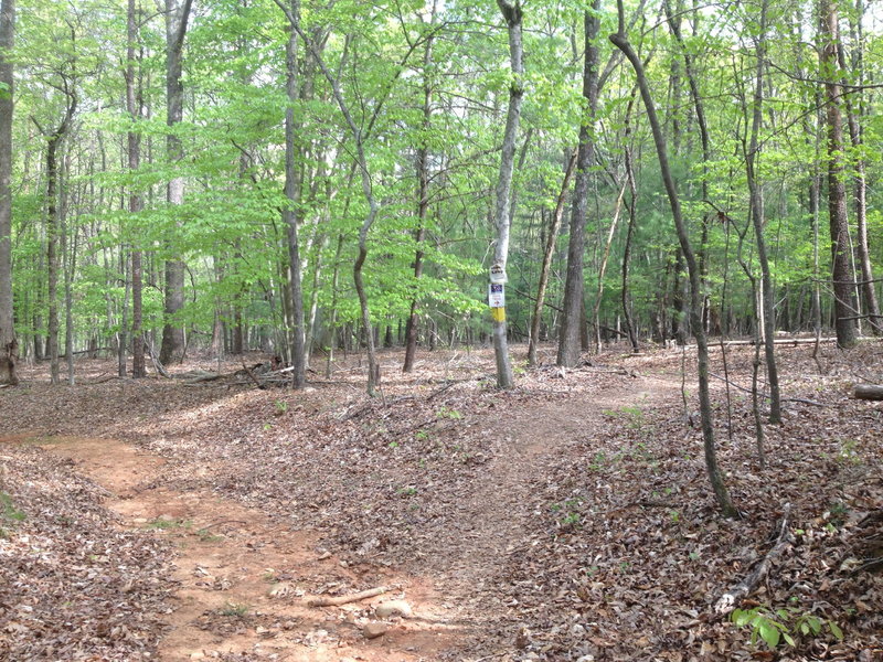 Turn right from logging road onto well-marked inner loop trail.