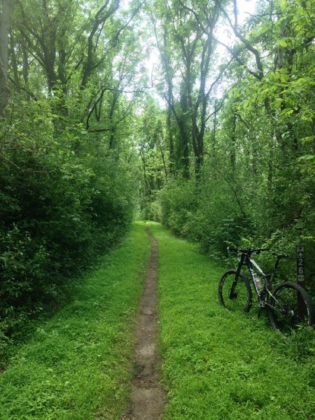 Lush singletrack.