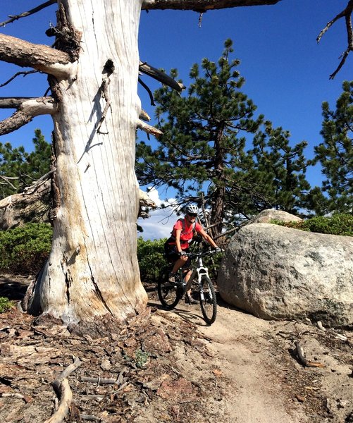 Skyline trail...everyone should have this much fun!