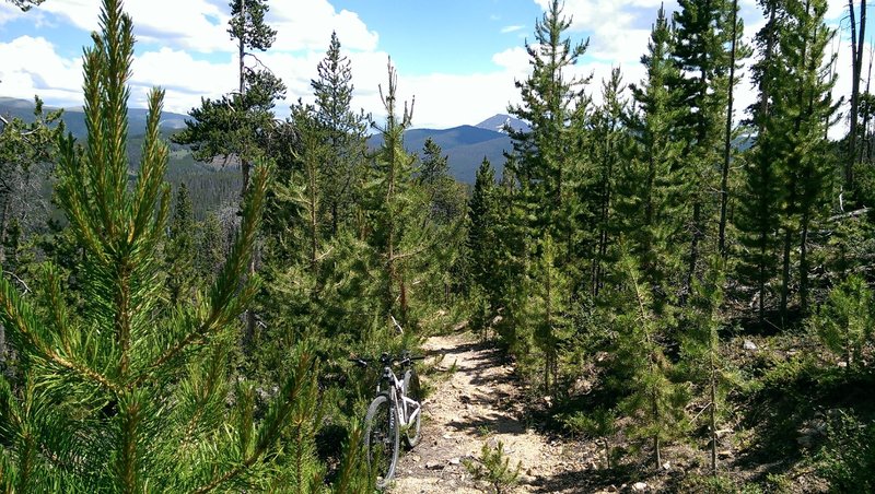 Nice regrowth coming in after logging/mitigation operations