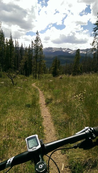 Enjoyable singletrack section through meadows