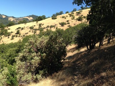 Near the eastern end of the Sterling Mine Ditch Trail, the trail climbs up the mountainside away from the ditch.