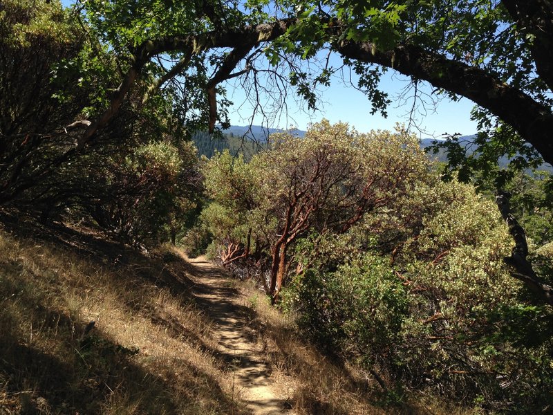 Near the top of the Tunnel Ridge Trail