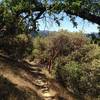 Near the top of the Tunnel Ridge Trail