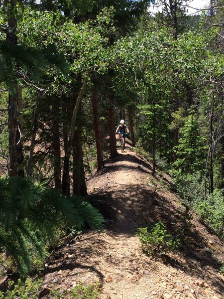 Cool tree tunnels on sections of the Galena Ditch Trail