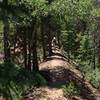 Cool tree tunnels on sections of the Galena Ditch Trail