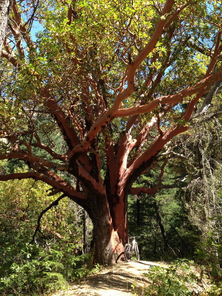 Huge madrone tree along the trail between Bear Gulch and Tunnel Ridge