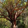 Huge madrone tree along the trail between Bear Gulch and Tunnel Ridge