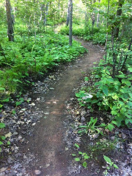 Winding through the ferns