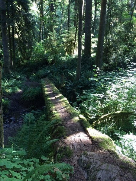 Log ride