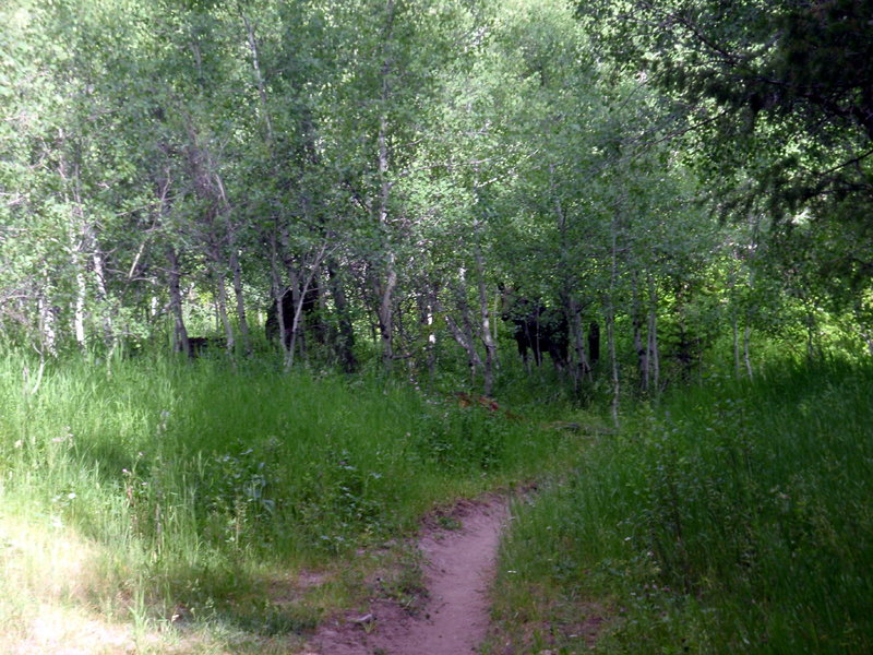 2nd Moose within 3 miles.