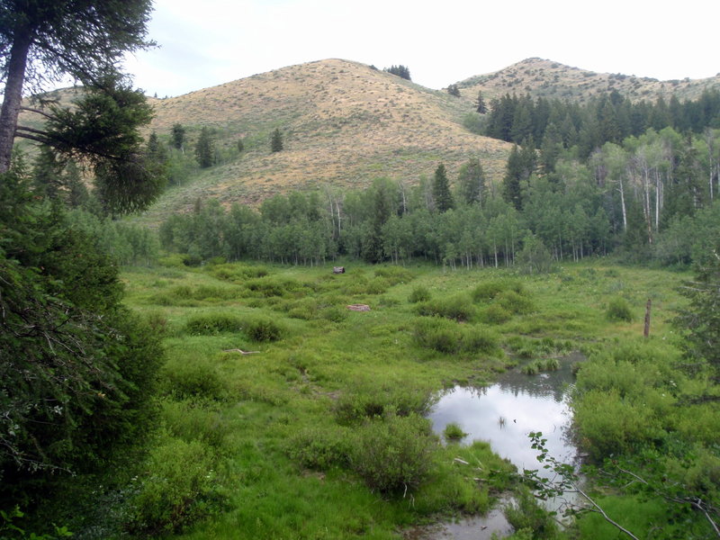 Meadows near the top of West Fork.