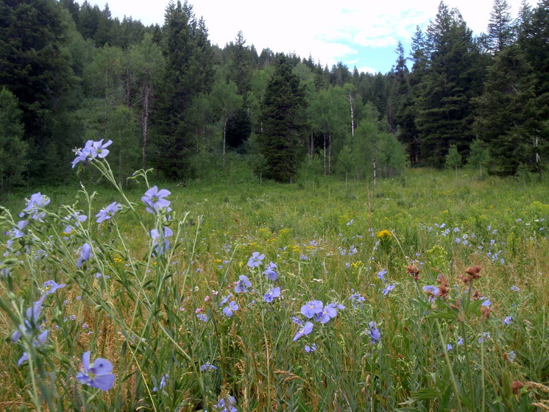 Elk Meadows.