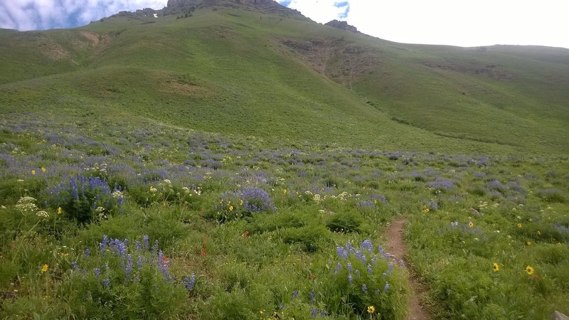 Wildflowers on the flanks of Teocalli Mountain