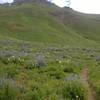 Wildflowers on the flanks of Teocalli Mountain