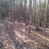 Leaves obscuring the trail.  Taken from bench at Monster Mile, looking clockwise down the trail, Late November, when leaves on the ground are at their peak.