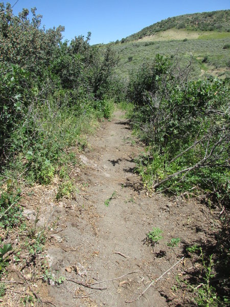 Recently built Cerro Summit singletrack