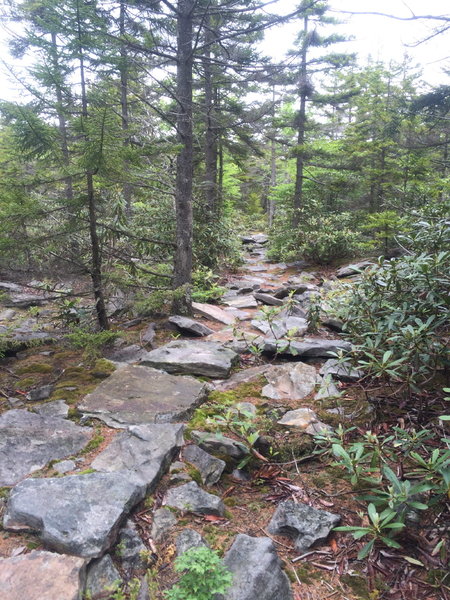 Once you get past some of the muck and mud, you are rewarded with beautiful dry rock gardens