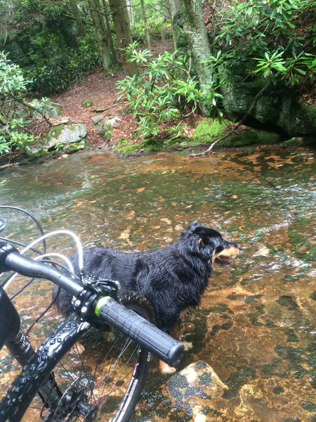 The trail crosses Red Run several times.  Some of these crossings are rideable and some are too steep and rugged.