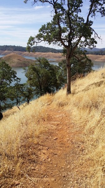 Last Section of Downhill before Carson Creek Trail