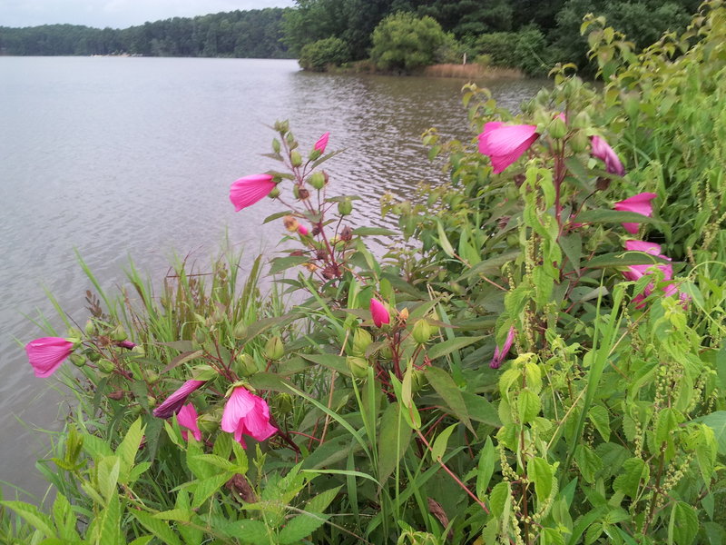 Flowers along lake. Taken July 2013.