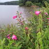 Flowers along lake. Taken July 2013.
