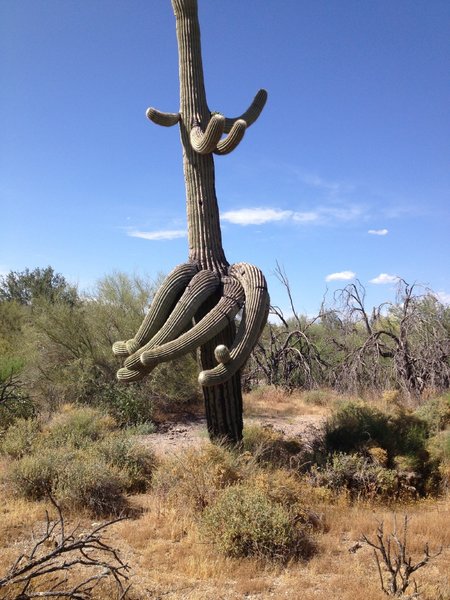 Dancing saguaro