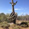 Dancing saguaro