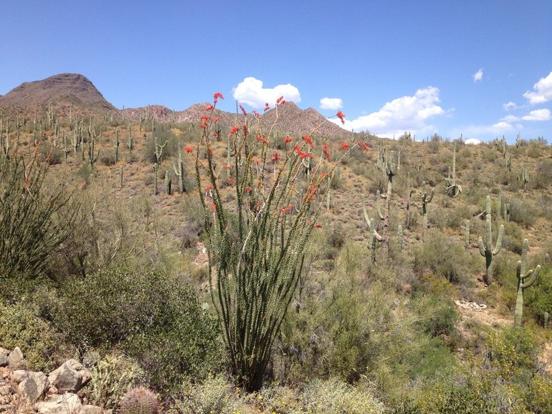 Ocotillo in bloom.