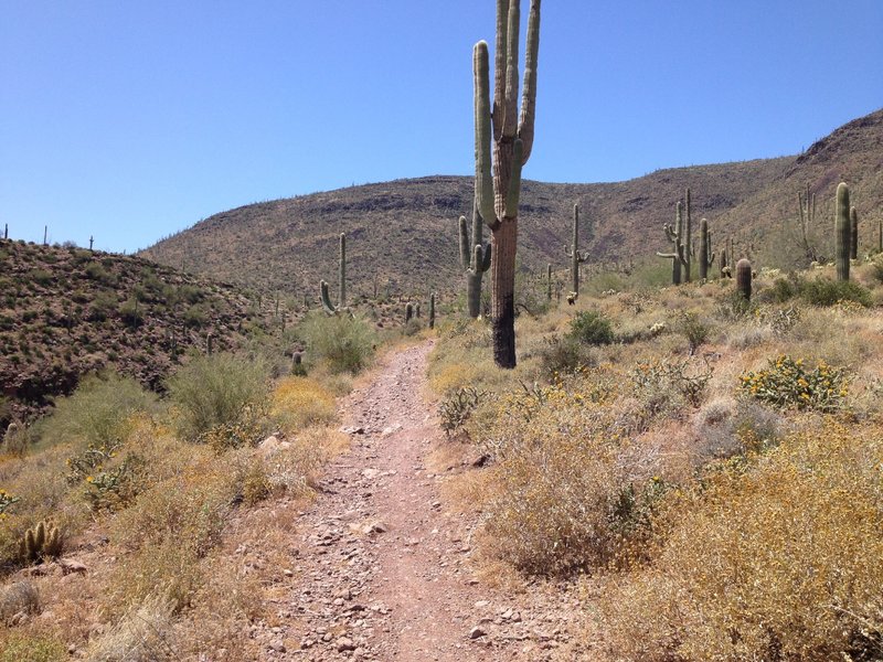 Beginning of steep section on Spur Cross Trail. The summit is not far so gut it out for the great views.