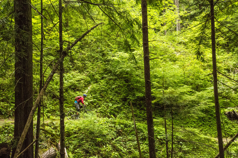 Larison Rock trail has plenty of narrow singletrack across steep sideslopes.