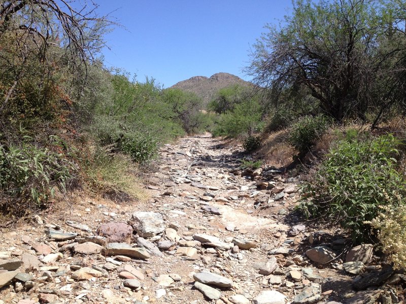 Trail through rocky wash; great place to practice balance and rock hopping.