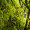 Riding narrow singletrack through lichen covered slopes on Deception Butte trail.