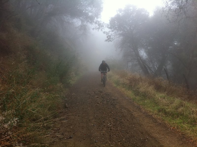 Gorilla in the Harding mist