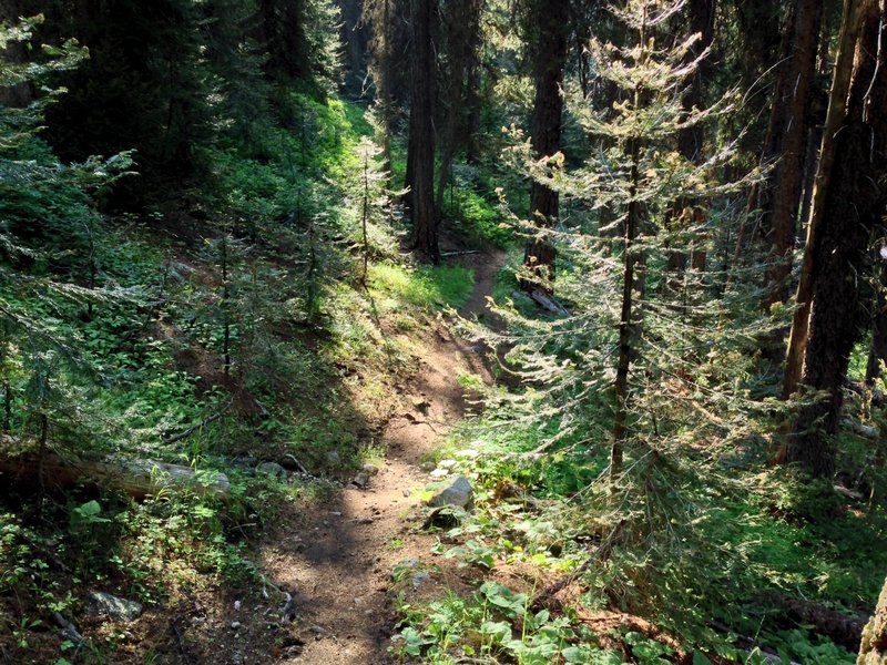 Heading up the trail.. gorgeous forest