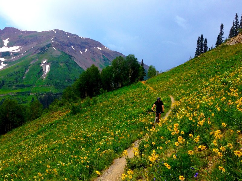 Fun fast downhill through fields of sunflowers.