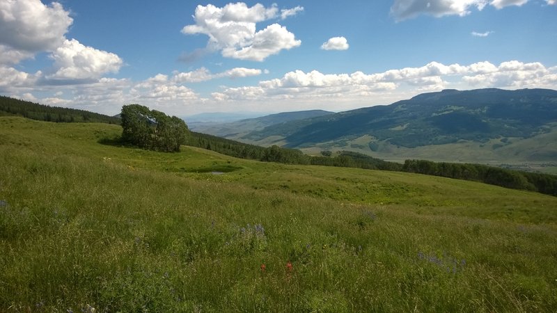 wildflowers and beautiful views abound on Point Lookout.