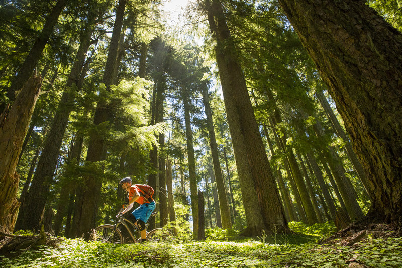 Pedaling through sun rays on the Patterson Mountain Viewpoint Connector