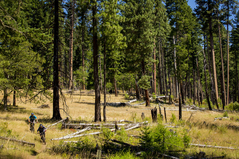 Fast, open section of Young's Rock Trail.