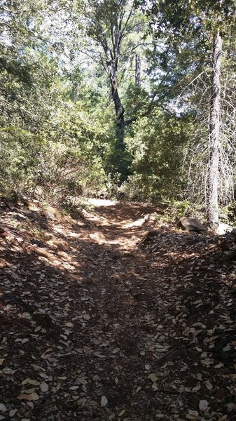 Mixed bed of leaves and pines, really keeps the dust down