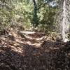 Mixed bed of leaves and pines, really keeps the dust down