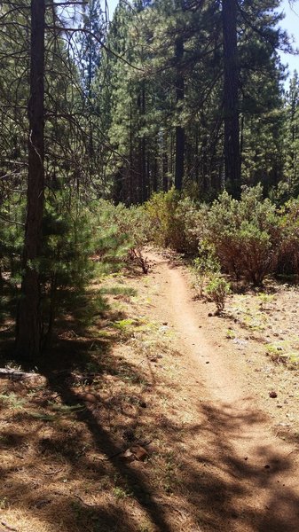 Boggs Peak Trail