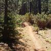 Boggs Peak Trail